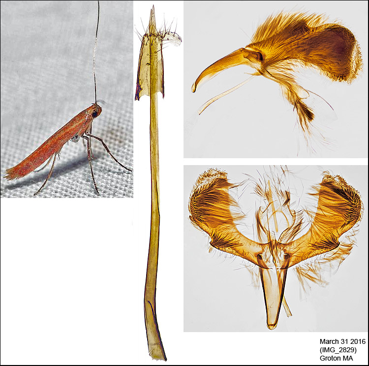 Caloptilia sp. 2829