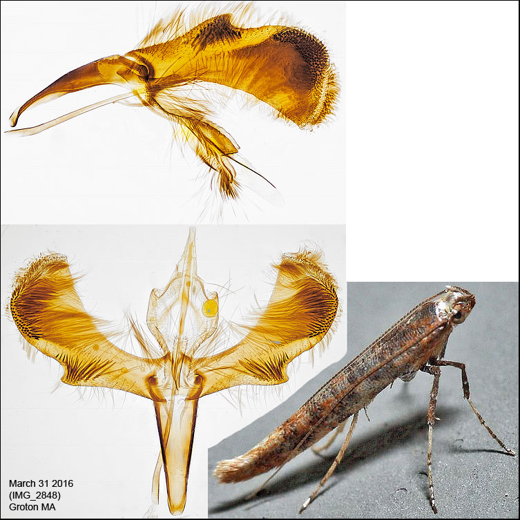 Caloptilia sp. 3-31-16.jpg