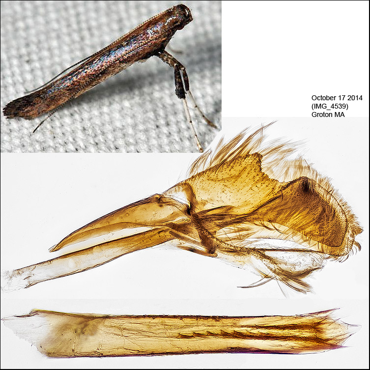 0635 - Caloptilia sp. (undescribed sumac feeder)