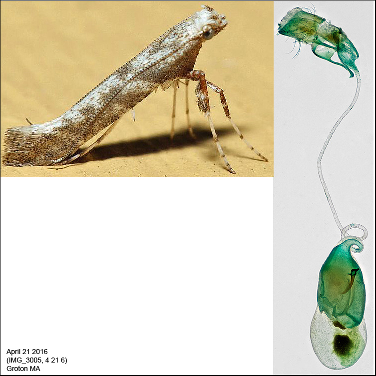 0627 - Povolnya quercinigrella