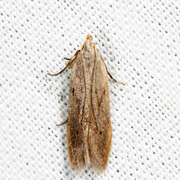 Monochroa sp.*