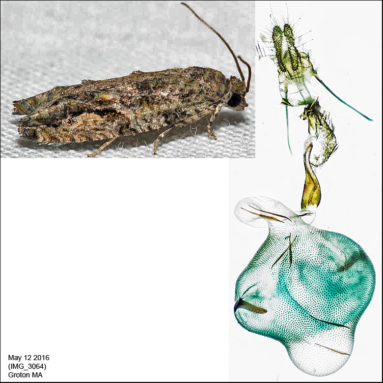 3230 - Maple Twig Borer - Proteoteras aesculana