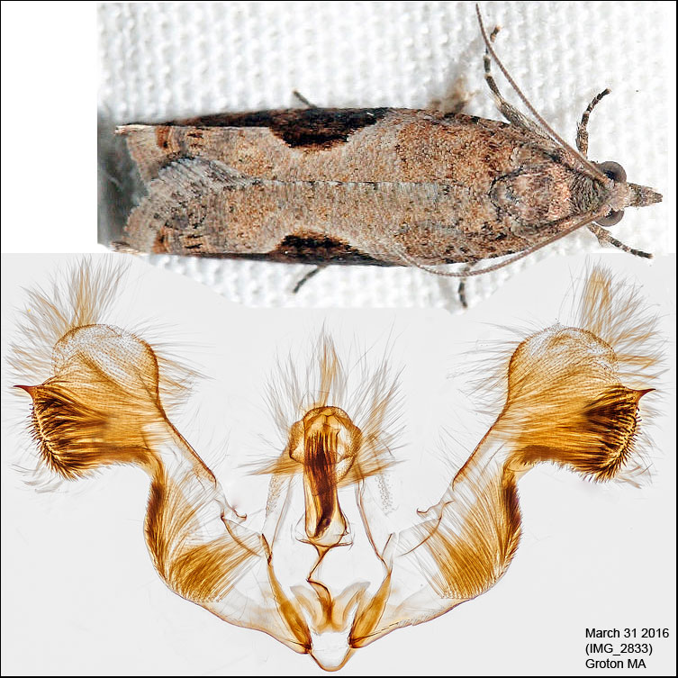  3258 - Pseudexentera virginiana