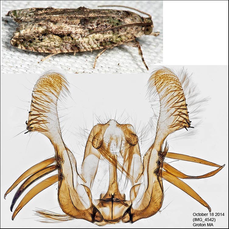 3230 - Maple Twig Borer - Proteoteras aesculana