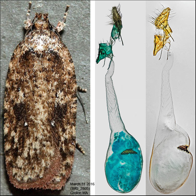 0867 - Agonopterix pulvipennella