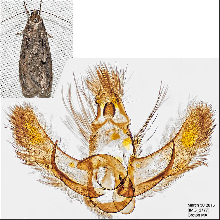 0916 - Semioscopis aurorella