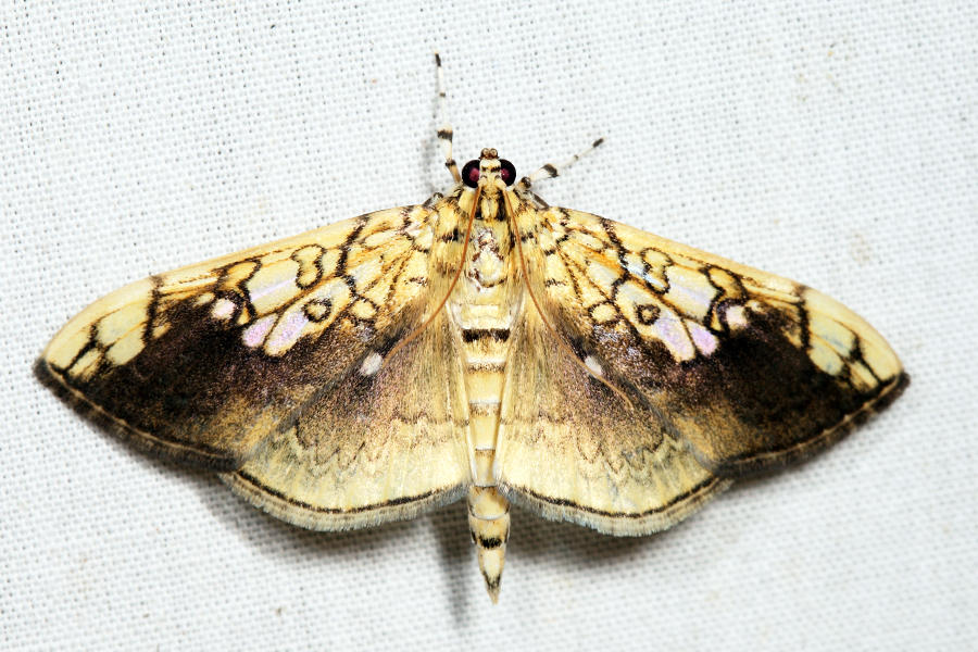 5241 - Basswood Leafroller - Pantographa limata