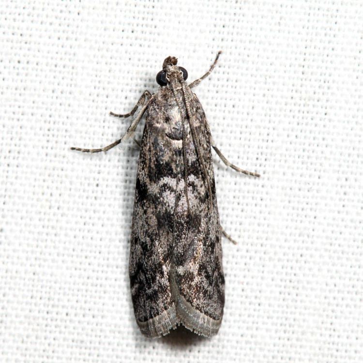 5827 - Pyla aenigmatica *