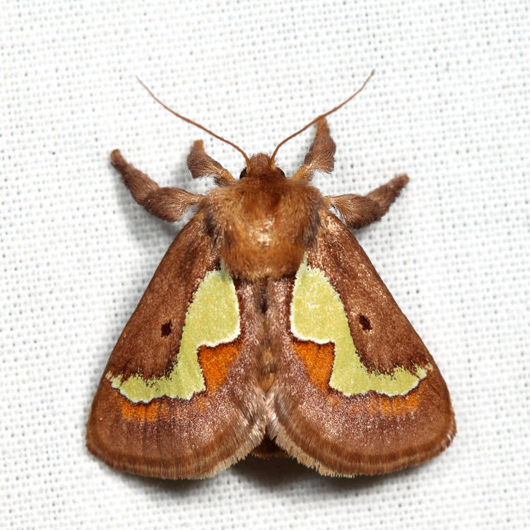 4697 - Spiny Oak-Slug Moth - Euclea delphinii