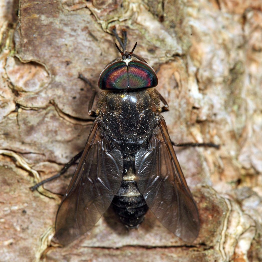 Hybomitra sodalis