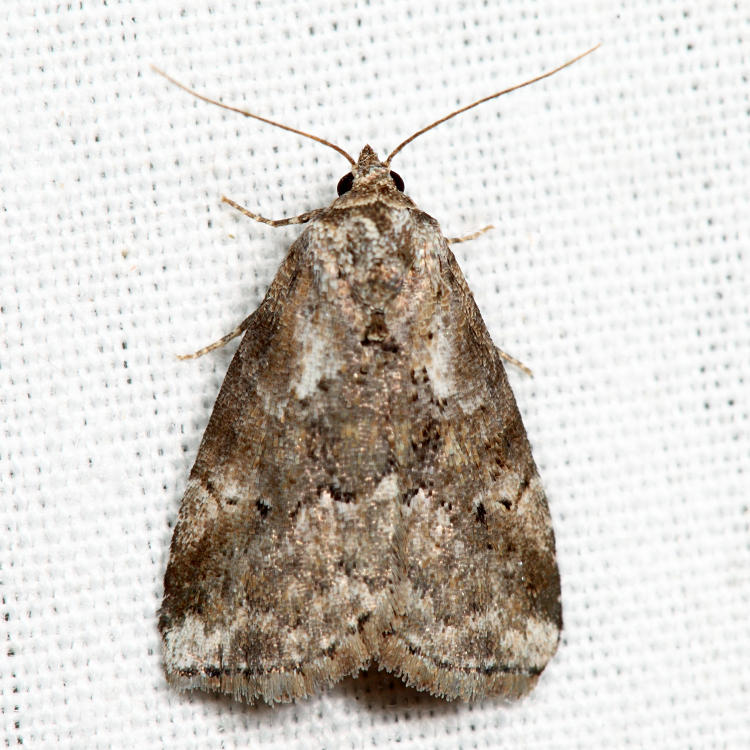 9037  Dotted Graylet Moth  Hyperstrotia pervertens *
