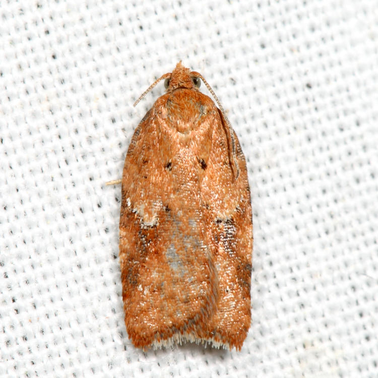 3521.1 - Acleris stadiana *