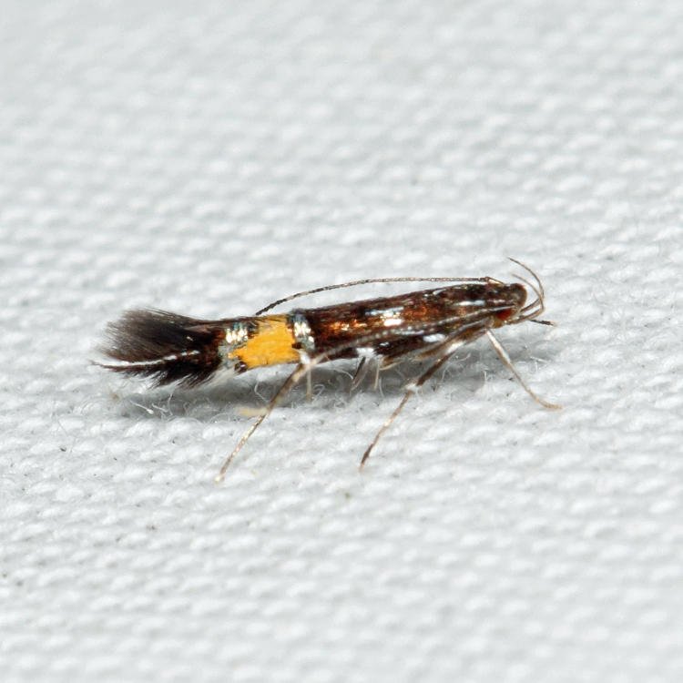 Cosmopterix sp.*