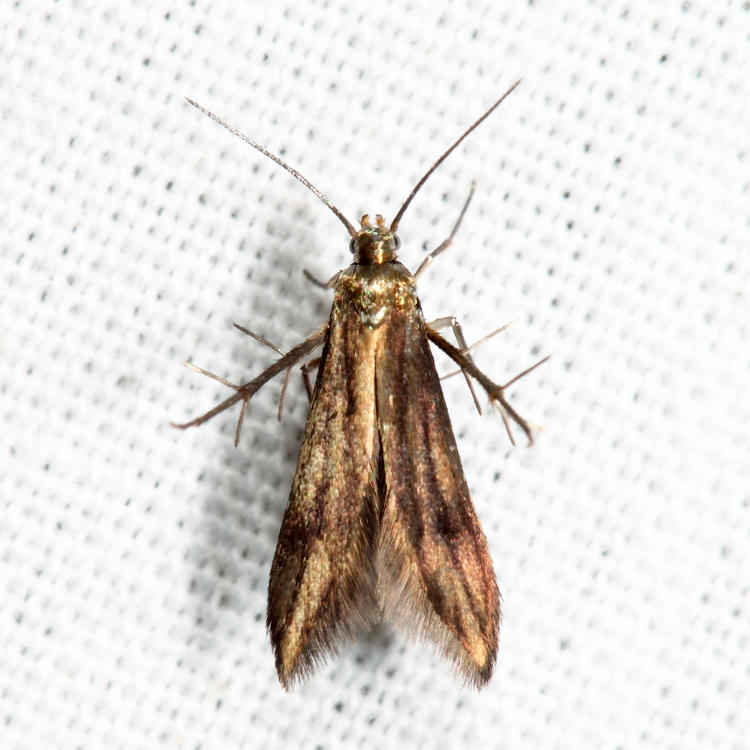 2509 - Blackberry Skeletonizer - Schreckensteinia festaliella