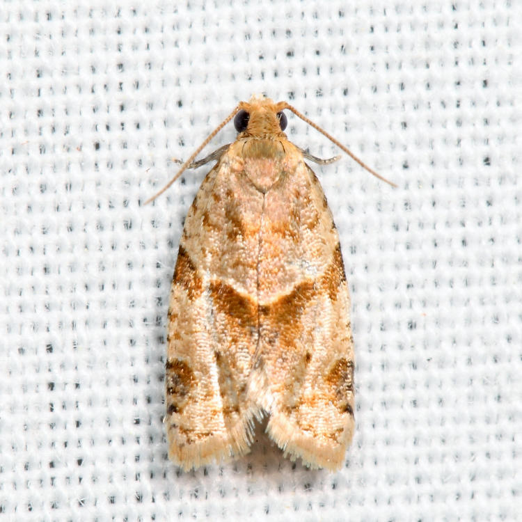  3688 - Garden Tortrix - Clepsis peritana*