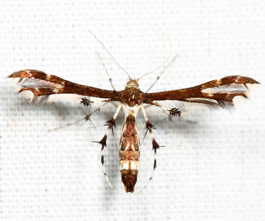 Geina buscki or tenuidactylus*