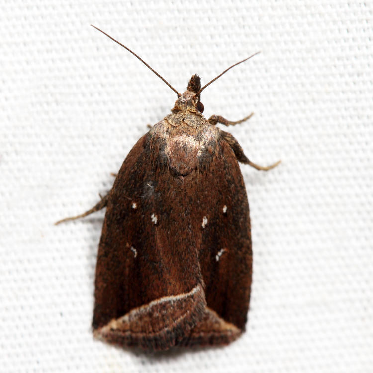 9059 - Curved Halter Moth - Capis curvata *