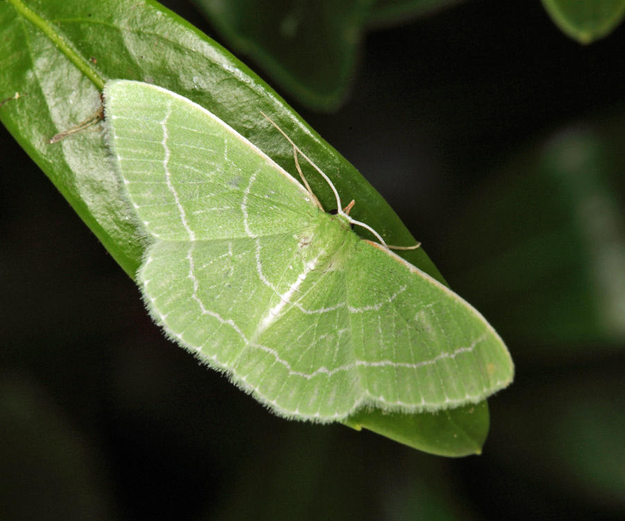 7058 - Wavy-lined Emerald - Synchlora aerata