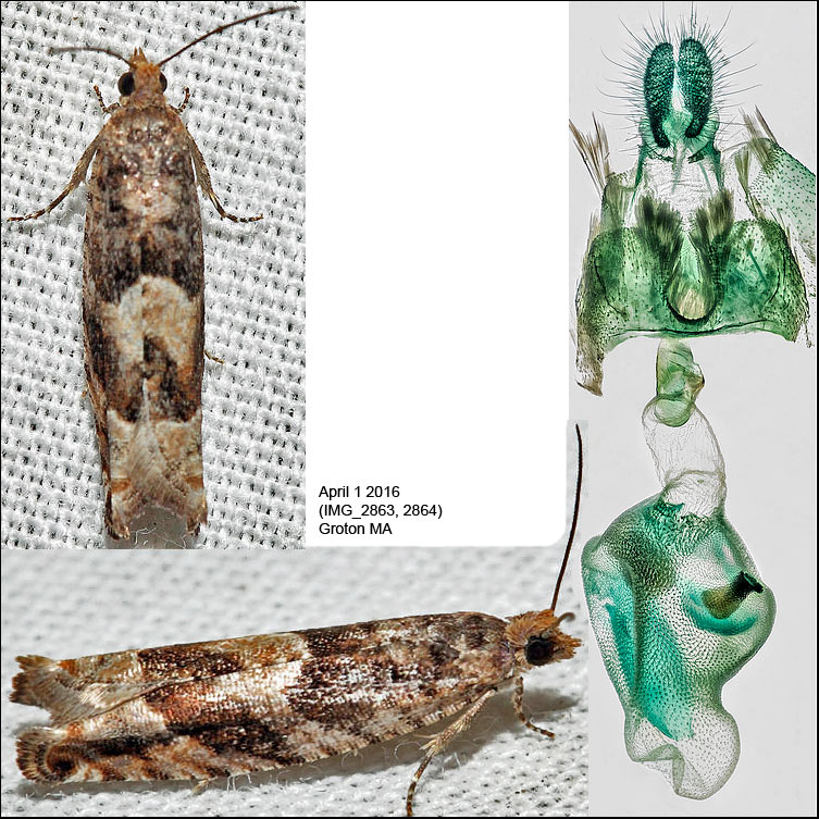 Pseudexentera sp.