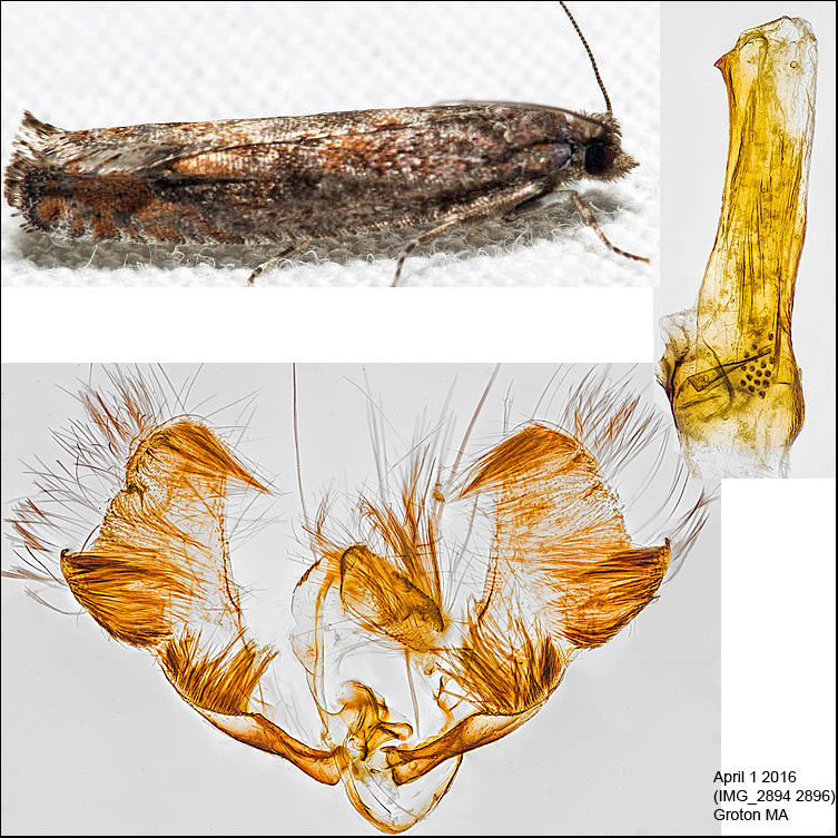 3247 - Pseudexentera mali