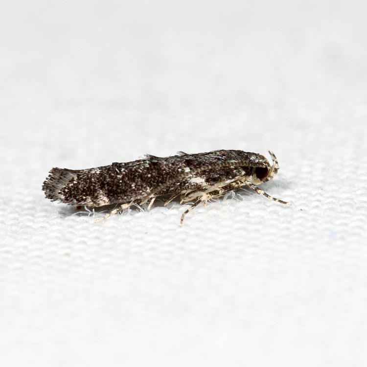 Recurvaria sp.*