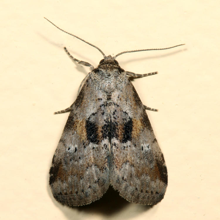 9040 - Black-patched Graylet - Hyperstrotia secta*