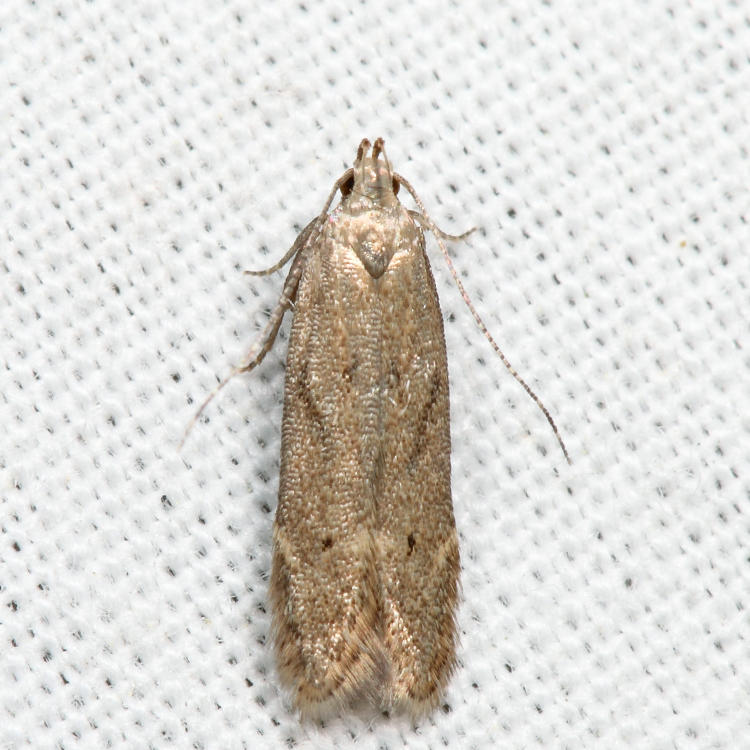 Monochroa sp. 7.3.8