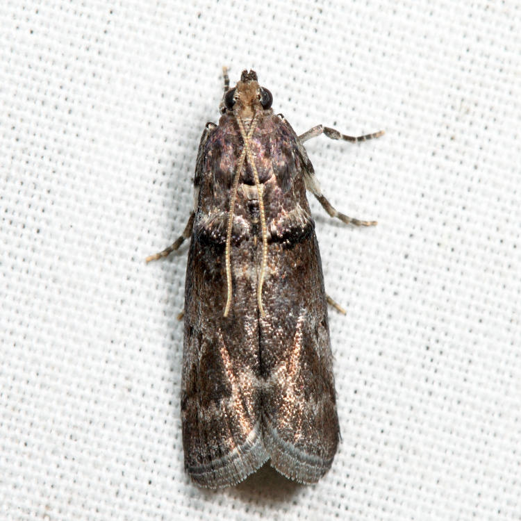 Acrobasis sp.*