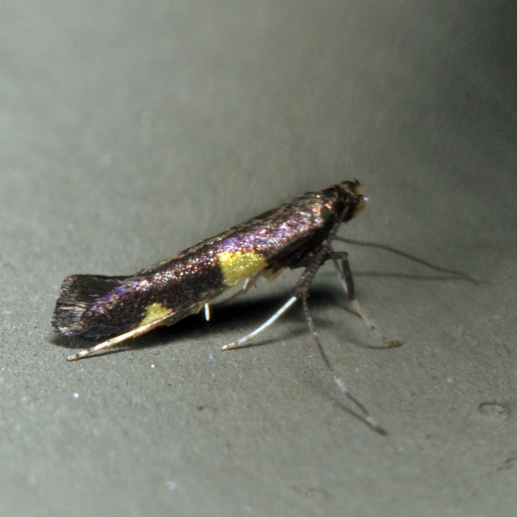 0600  Caloptilia cornusella*