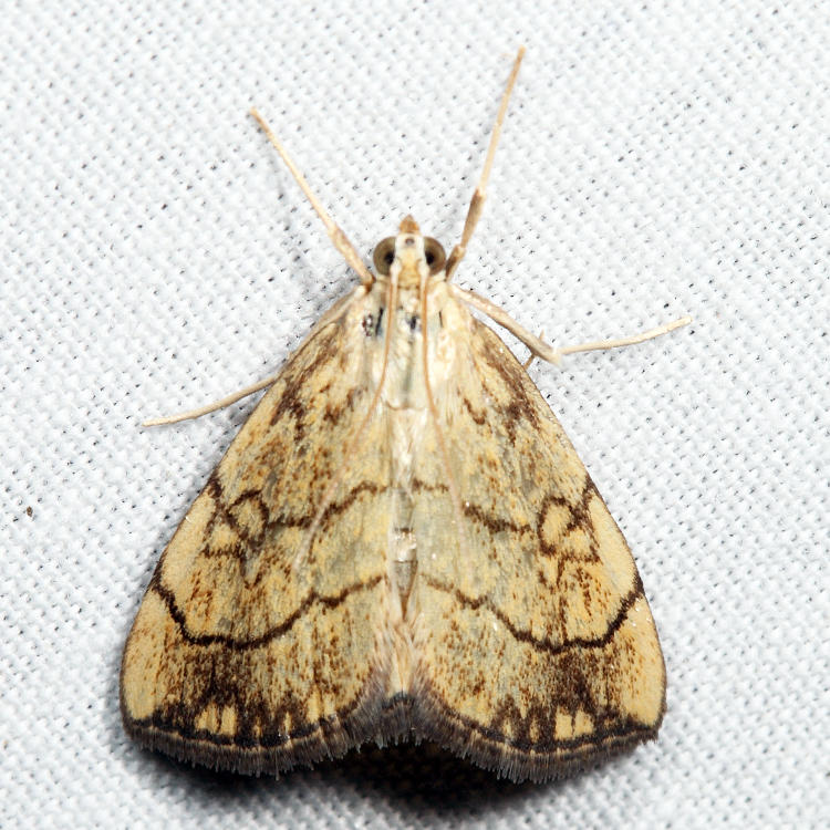 4897  Purple-backed Cabbageworm Moth  Evergestis pallidata