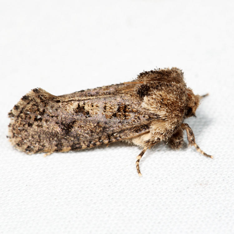 0340  Acrolophus arcanella*