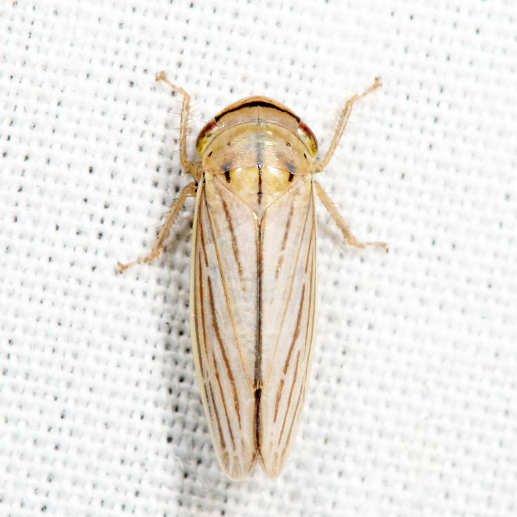 Silver Leafhopper - Athysanus argentarius
