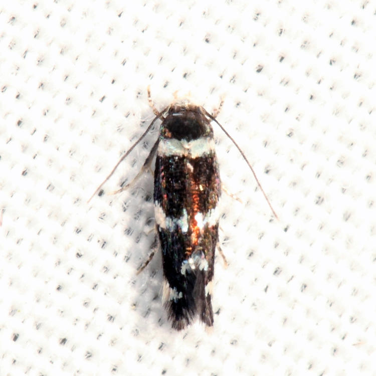 Elachista sp. 7.8.26