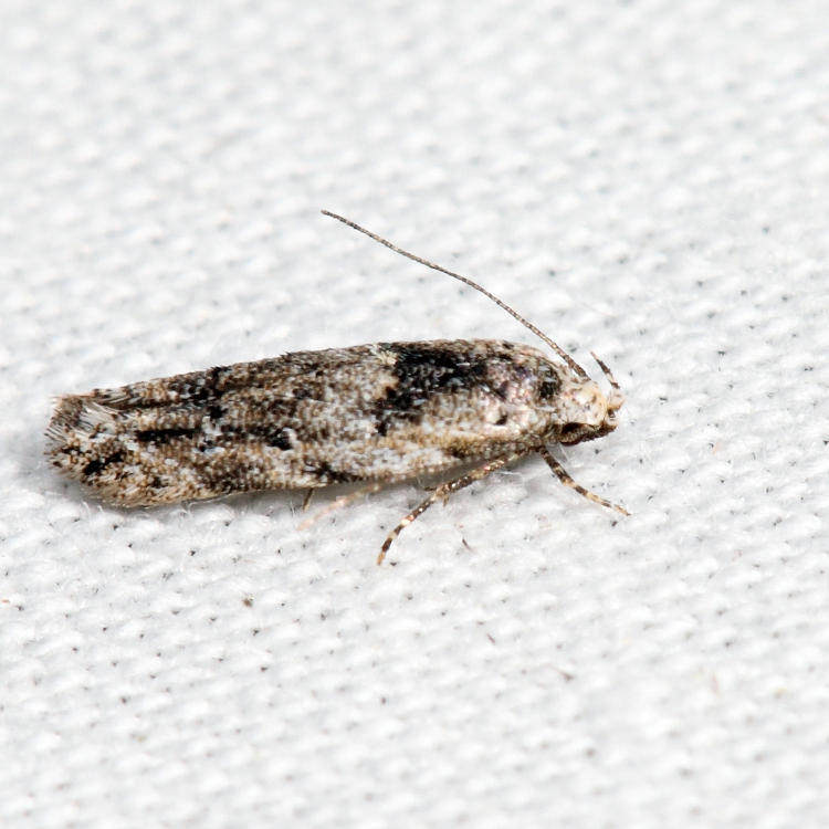 1834 - Sinoe robiniella *