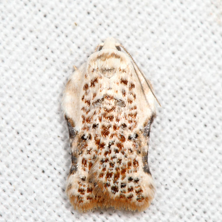 3517  Common Acleris - Acleris subnivana*