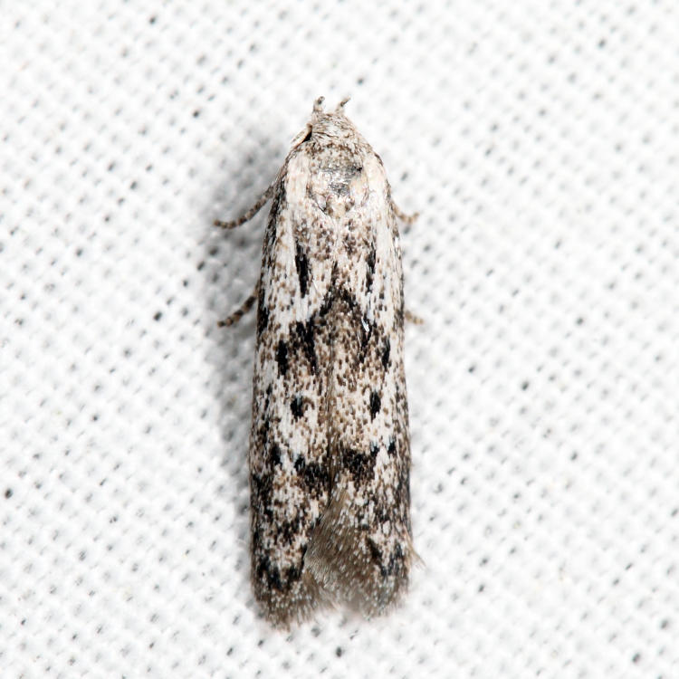 1218 - Hypatopa vestaliella*