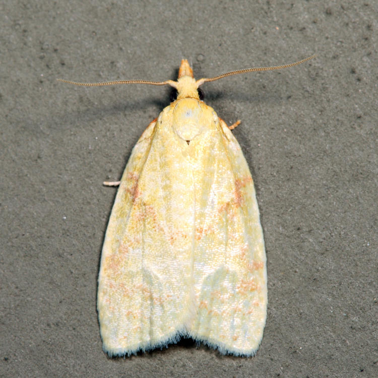 3725  Maple-basswood Leafroller  Cenopis pettitana *