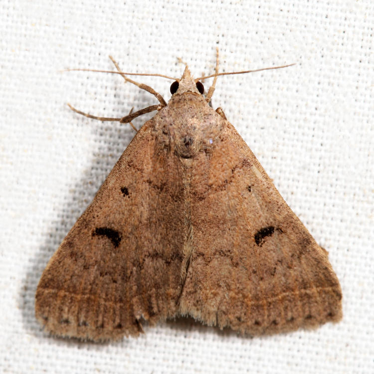 8370 - Bent-winged Owlet - Bleptina caradrinalis *