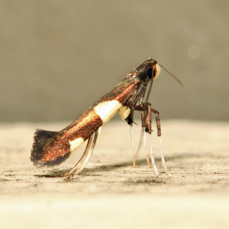 0600 - Caloptilia cornusella *
