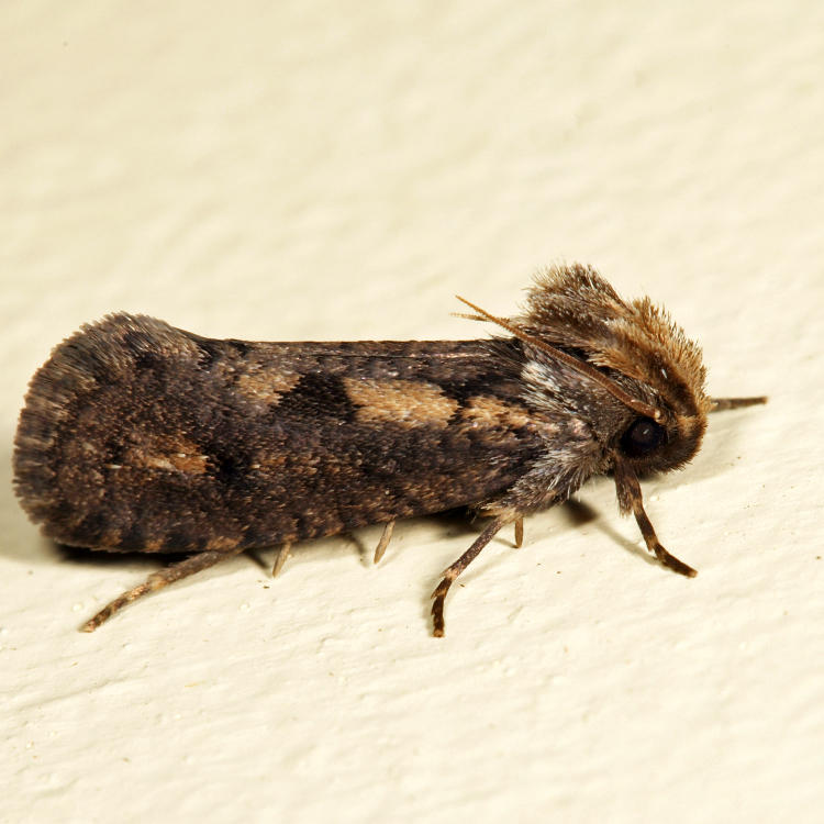 0373 - Clemens Grass Tubeworm Moth - Acrolophus popeanella *