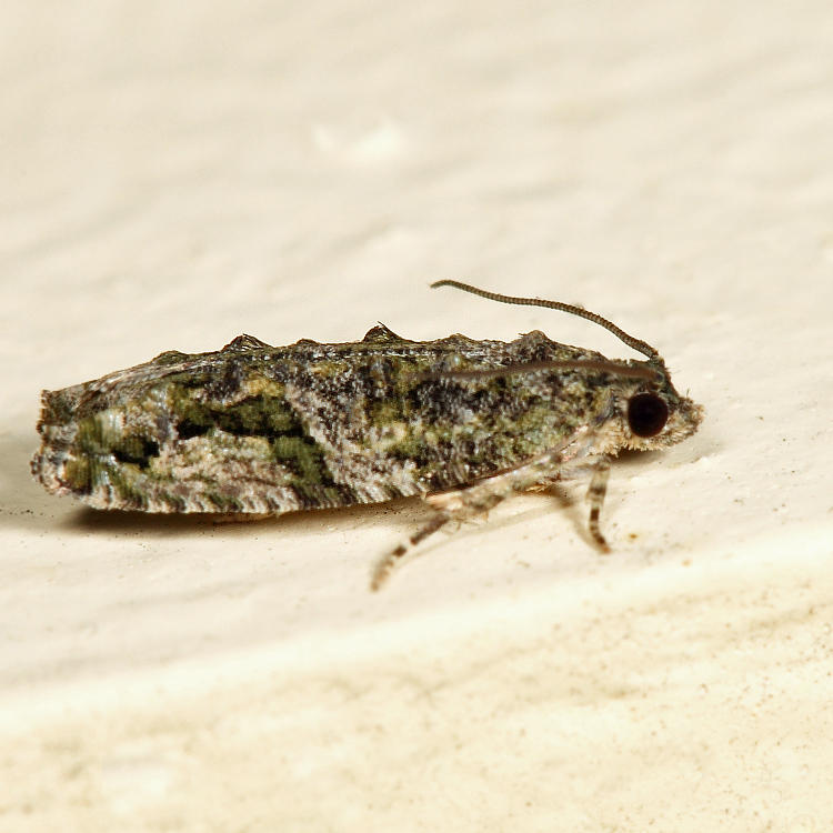 3230 - Maple Twig Borer - Proteoteras aesculana *