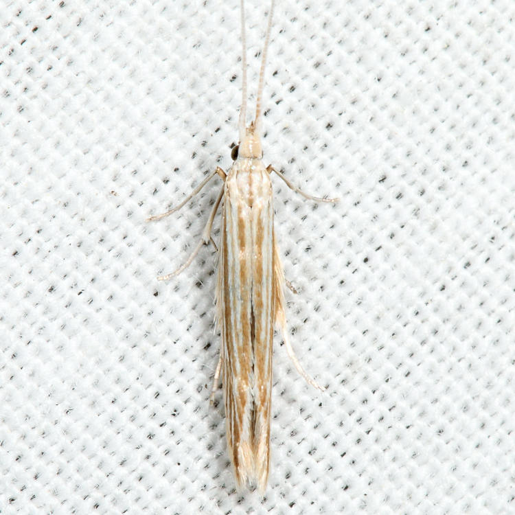 1365  Streaked Coleophora - Coleophora cratipennella *