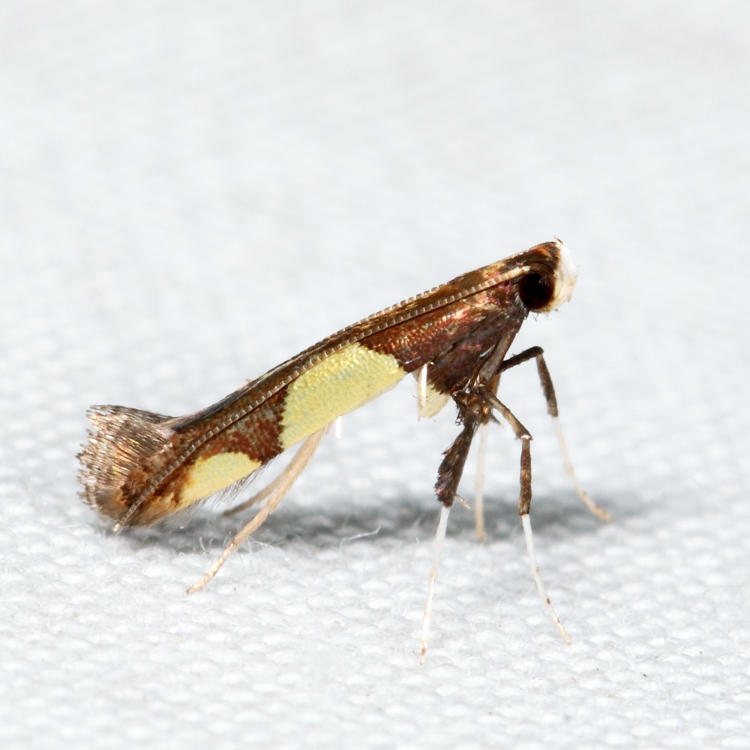 0595 - Caloptilia bimaculatella sp. 2 *