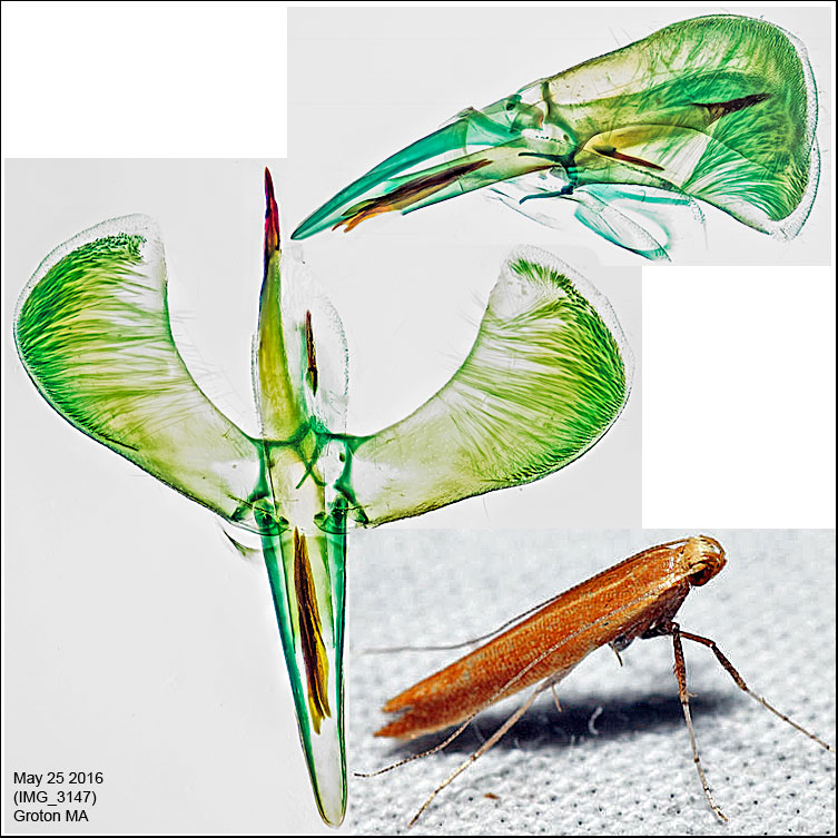 0609 - Caloptilia invariabilis