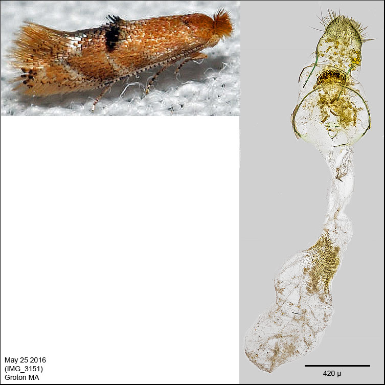 0559 - Bucculatrix coronatella IMG_3151.jpg
