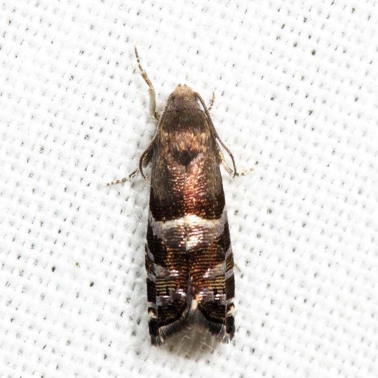 3485  Cydia erotella *