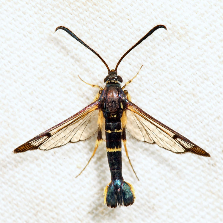 2549 - Dogwood Borer - Synanthedon scitula 