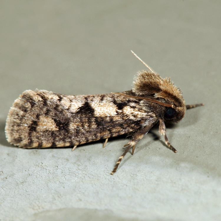 0373  Clemens Grass Tubeworm Moth  Acrolophus popeanella