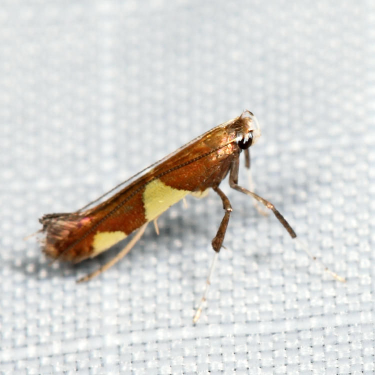  0595 - Caloptilia bimaculatella