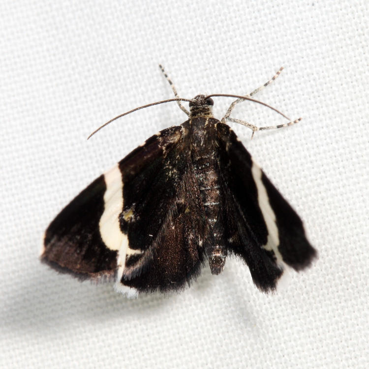7430 - White-striped Black Moth - Trichodezia albovittata